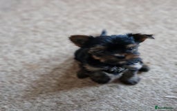 Yorkshire Terrier dogs for sale: Hi Mini Yorkshire Terrier for sale - Image 14
