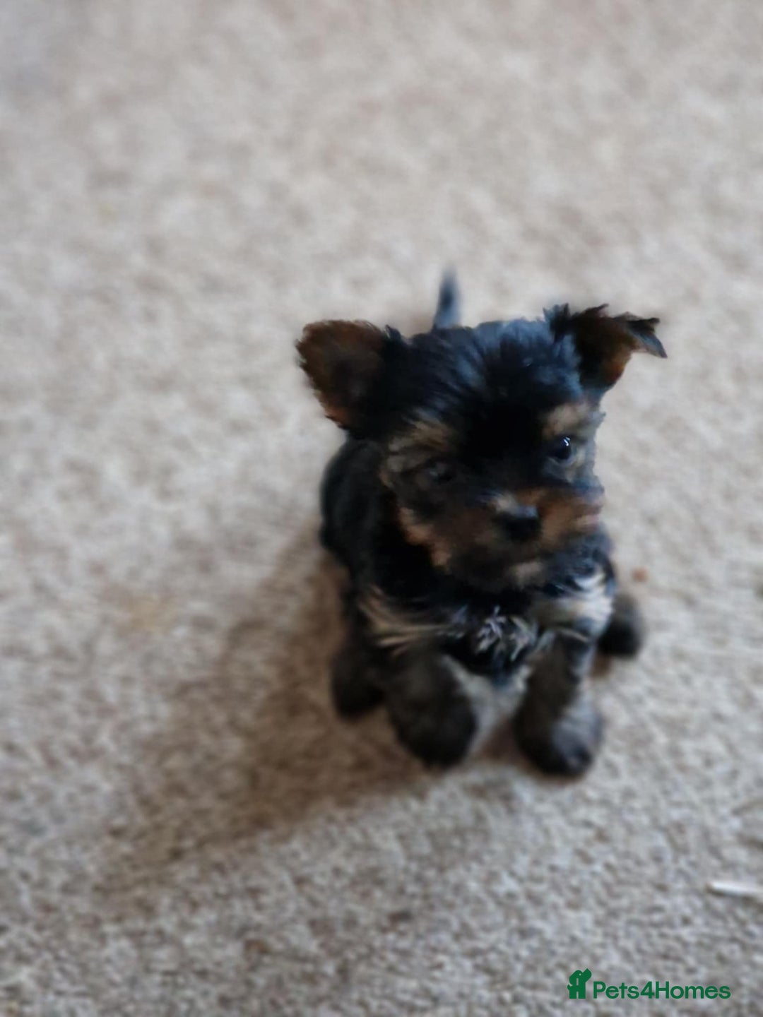 Yorkshire Terrier dogs for sale: Hi Mini Yorkshire Terrier for sale - Image 14