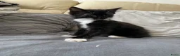 Mixed Breed cats for sale: 4 friendly loving kittens for sale  - Advert 3