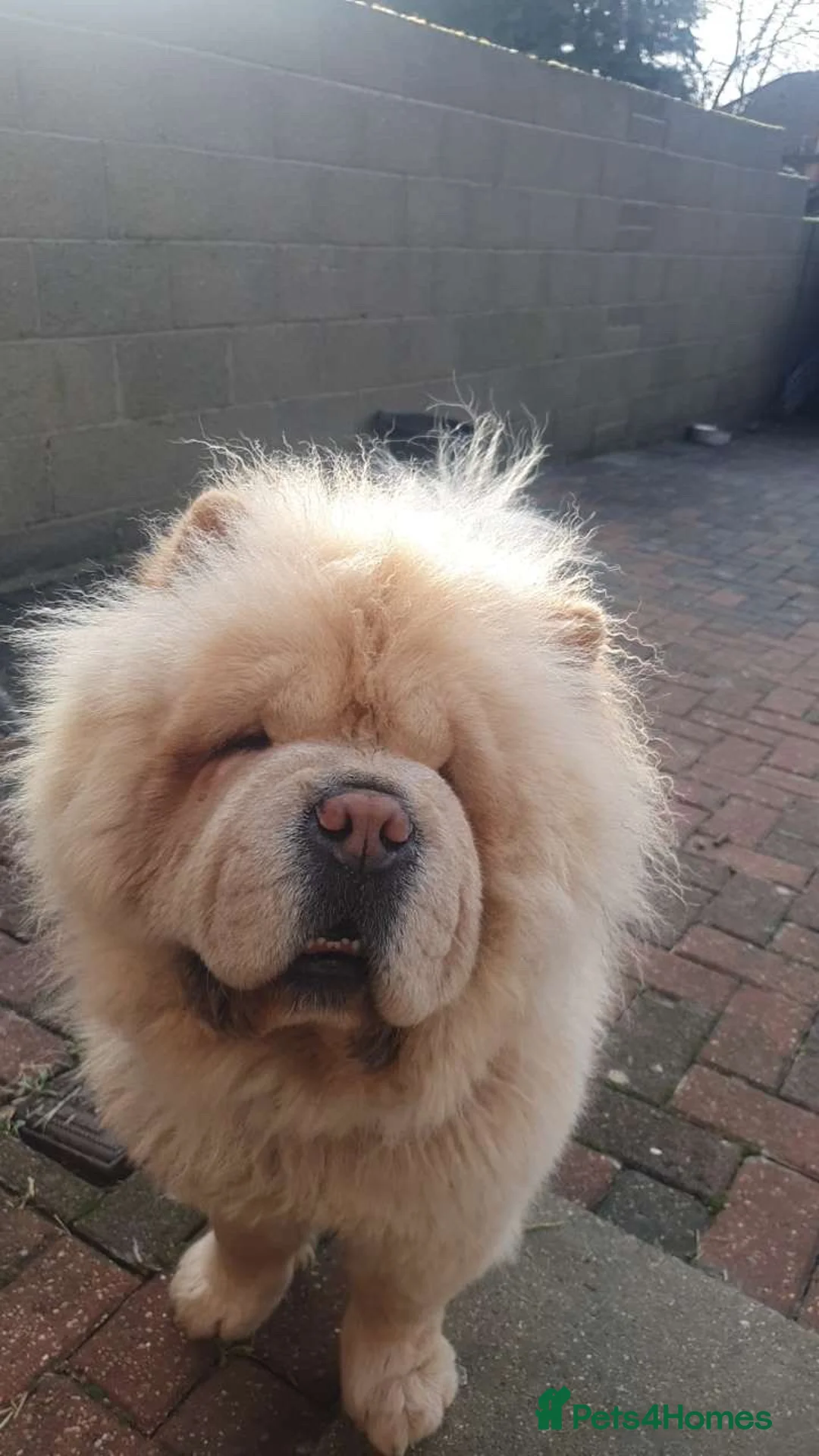 Chow Chow dogs for sale: DWKC registered male chow chow  - Advert 2