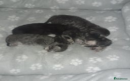 Bengal cats for sale: 4 tabby kittens ready from 20th September  - Image 12