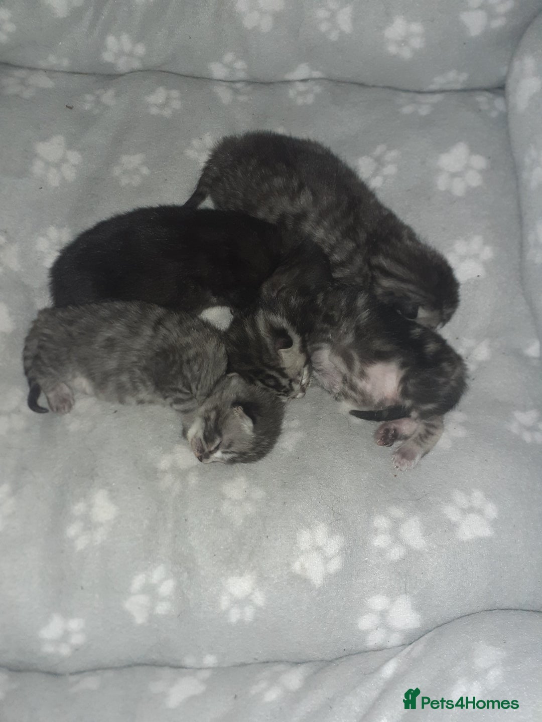 Bengal cats for sale: 4 tabby kittens ready from 20th September  - Image 12
