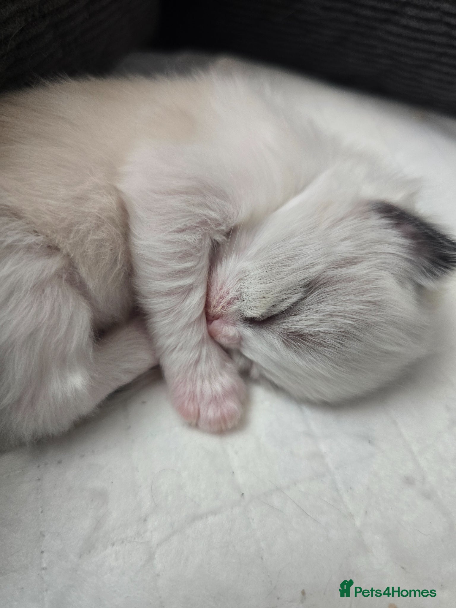 Ragdoll cats for sale: Sky kittens 😸 ♥️  - Advert 10