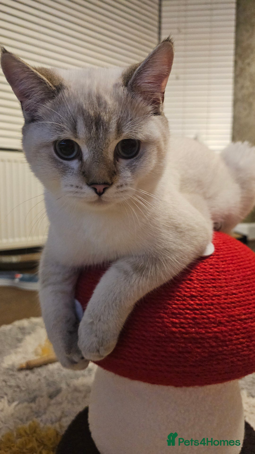 Scottish Fold cats for sale: 😸 Scottish Fold pedigree kittens😸 - Advert 7