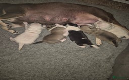 Chihuahua dogs for sale: 4 beautiful chihuahua puppies - Image 1
