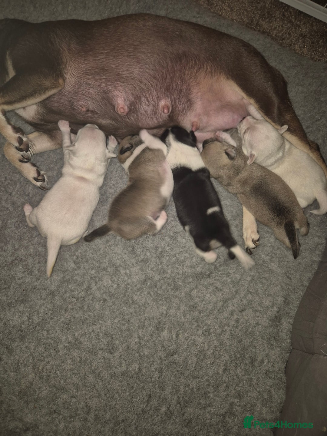 Chihuahua dogs for sale: 4 beautiful chihuahua puppies - Image 1