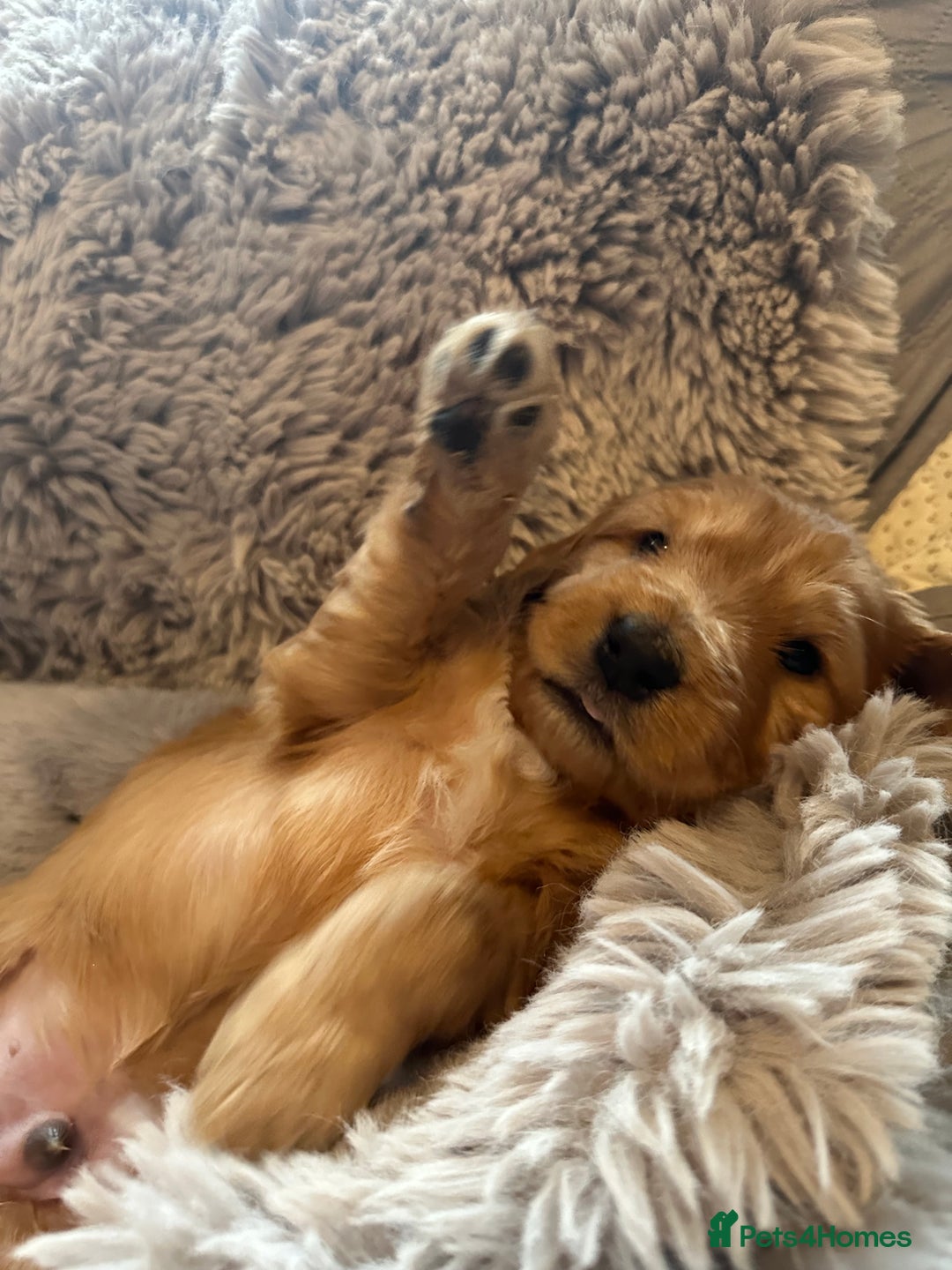 Mixed Breed dogs for sale: Australian Labradoodle puppies - Advert 21