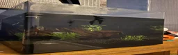 Danios fish for sale: Tank and fish  in Scarborough - Advert 1