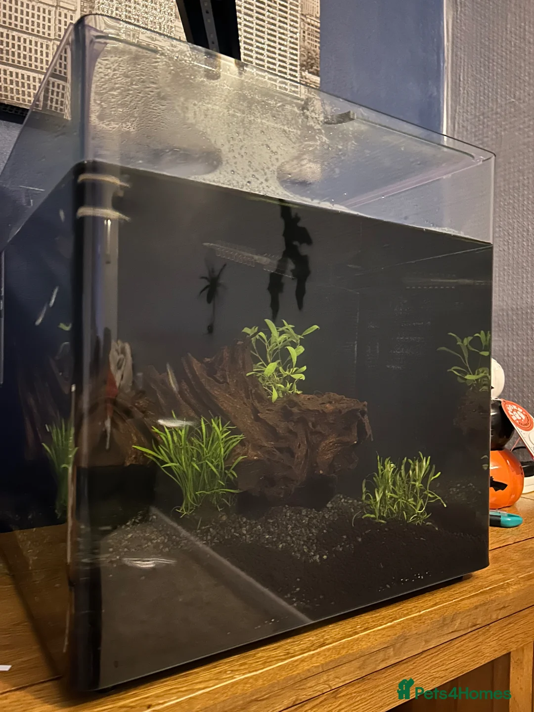 Danios fish for sale: Tank and fish  in Scarborough - Advert 1