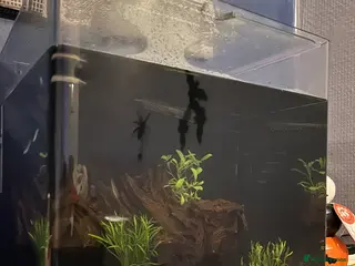 Danios fish Tank and fish - Advert 18