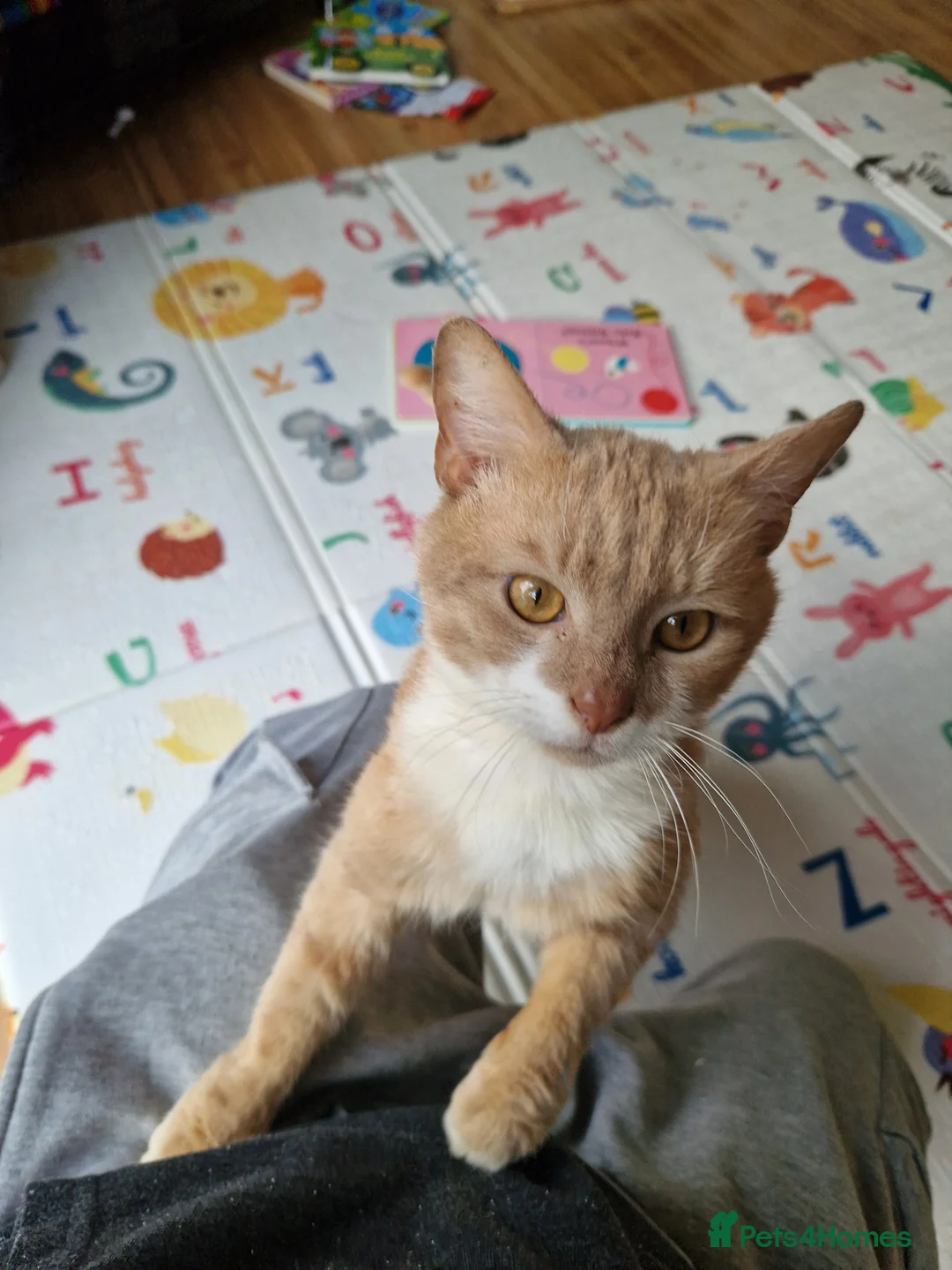 Mixed Breed cats for sale: Male 8 Months Ginger Cat - Advert 1