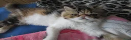 Persian cats for sale: Fantastic Female Persian kitten ready now - Advert 23
