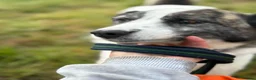 Mixed Breed dogs for adoption: Laura - Norwich Norfolk  in Norwich - Advert 4