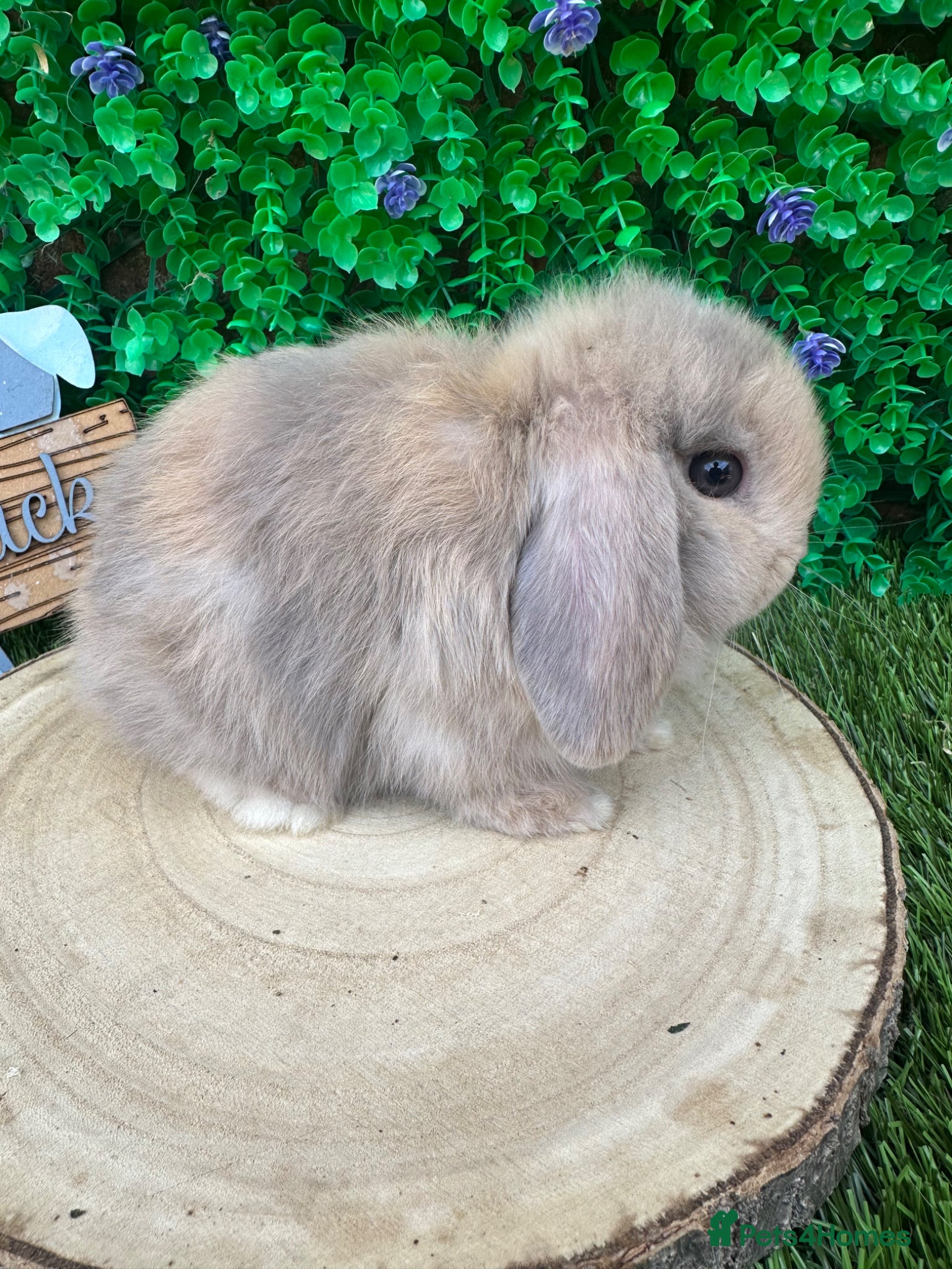 Mini Lop rabbits Beautiful purebred mini lops ready to reserve 😍 - Advert 1