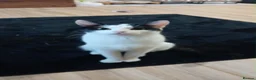 Domestic Shorthair cats for sale:   **   in Abergele - Advert 2