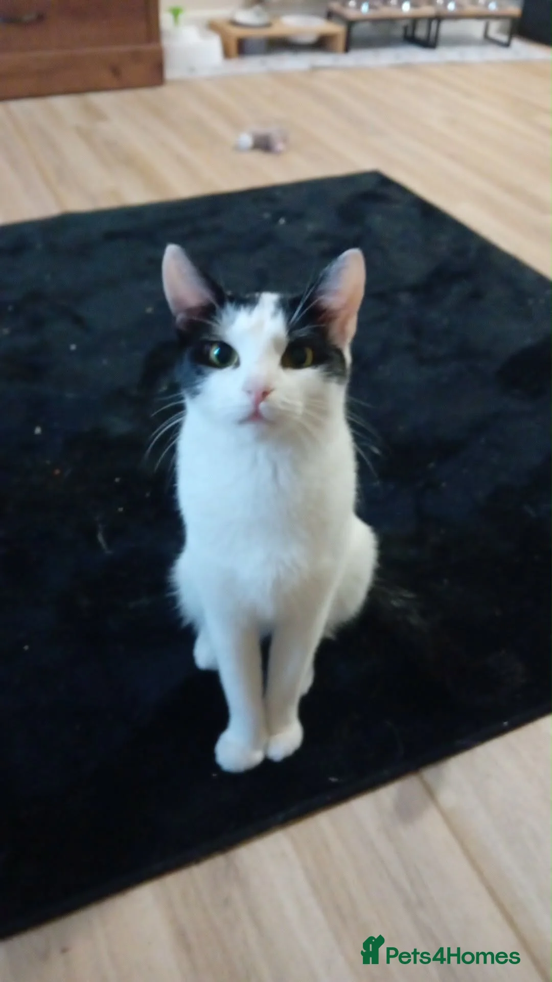 Domestic Shorthair cats for sale:   **   in Abergele - Advert 2