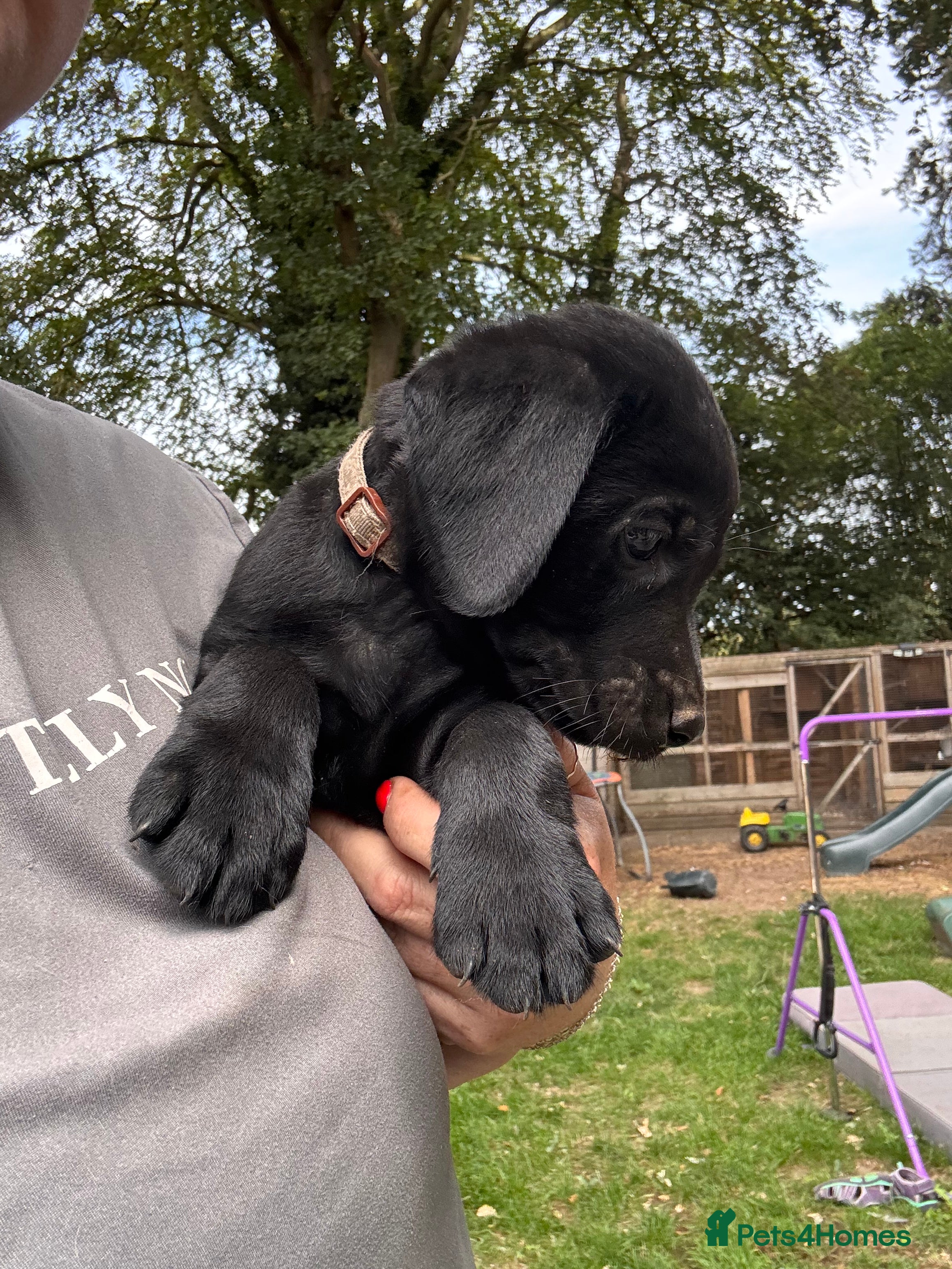 Labrador Retriever dogs Chunky Labrador Puppies  - Advert 2