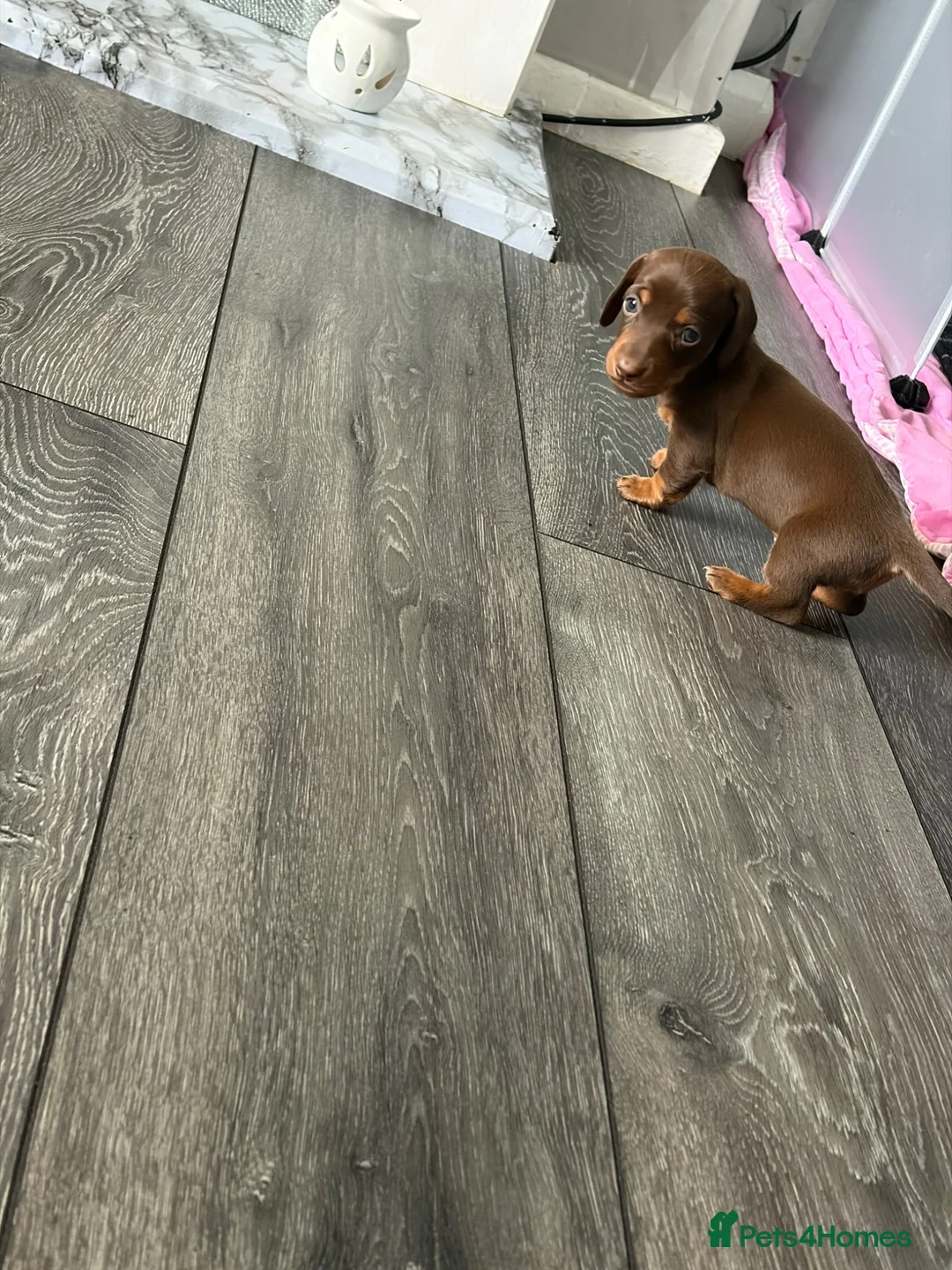 Miniature Dachshund dogs for sale: lovely playful puppys for sale  - Advert 8