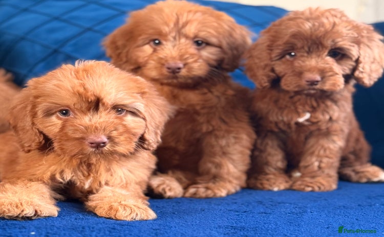 Cockapoo dogs - Advert 1