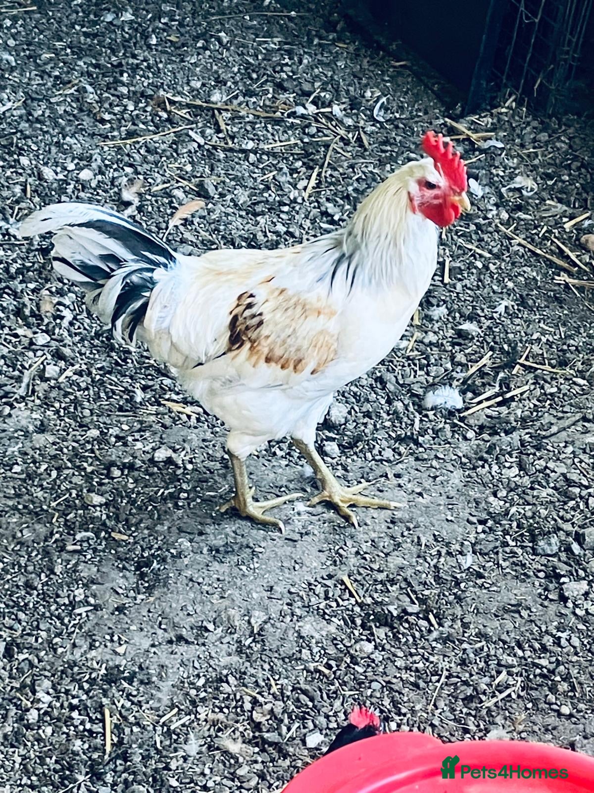 Chickens poultry Rooster  - Advert 1