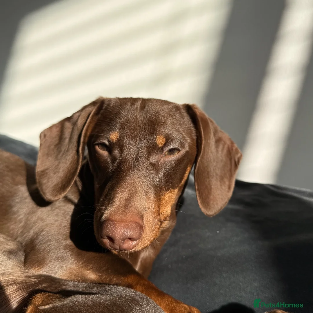Miniature Dachshund dogs for sale: Beautiful Chocolate and Tan Miniature Dachshund  - Advert 1