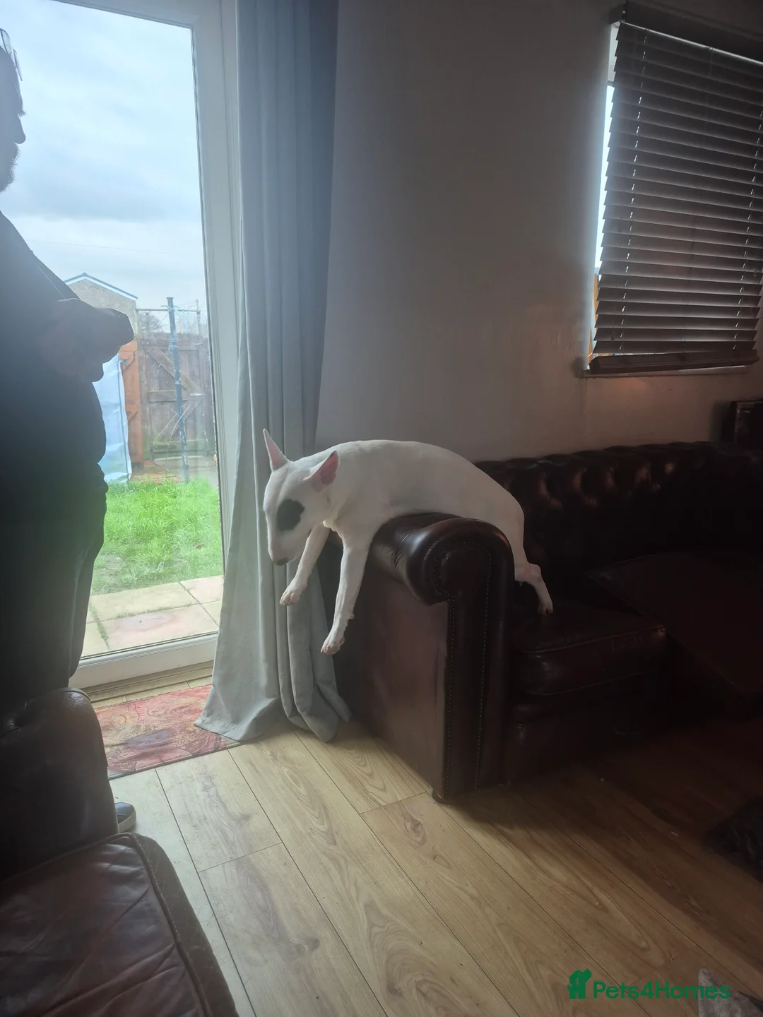 English Bull Terrier dogs for sale: English bull terrier  - Advert 2