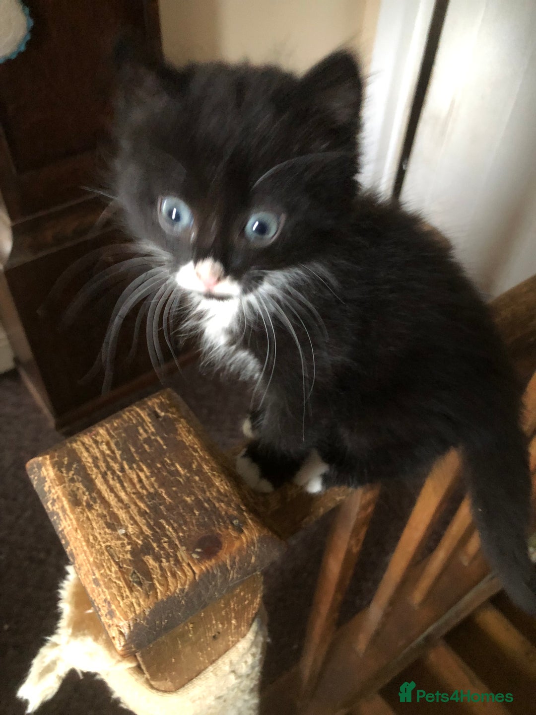 Mixed Breed cats for sale: Gorgeous loving playful kittens - Advert 4