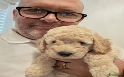 Miniature Poodle dogs for sale: LUXURY Litter of KC Registered Miniature Poodles - Image 17