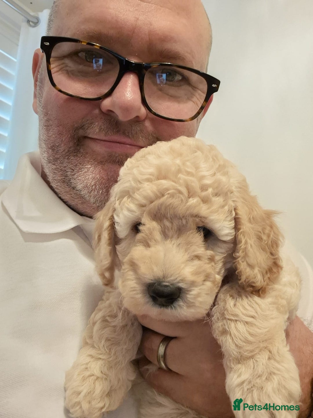 Miniature Poodle dogs for sale: LUXURY Litter of KC Registered Miniature Poodles - Image 17