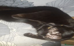 British Shorthair cats for sale: Rosie 3years old - Image 3
