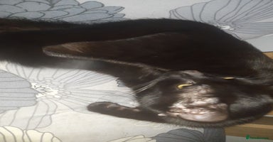 British Shorthair cats - Advert 5