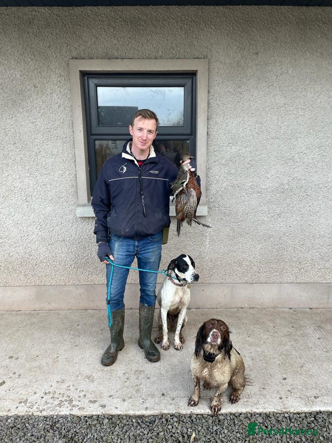 Pointer dogs for sale: 🪶 Pointer puppies 🪶 - Image 6