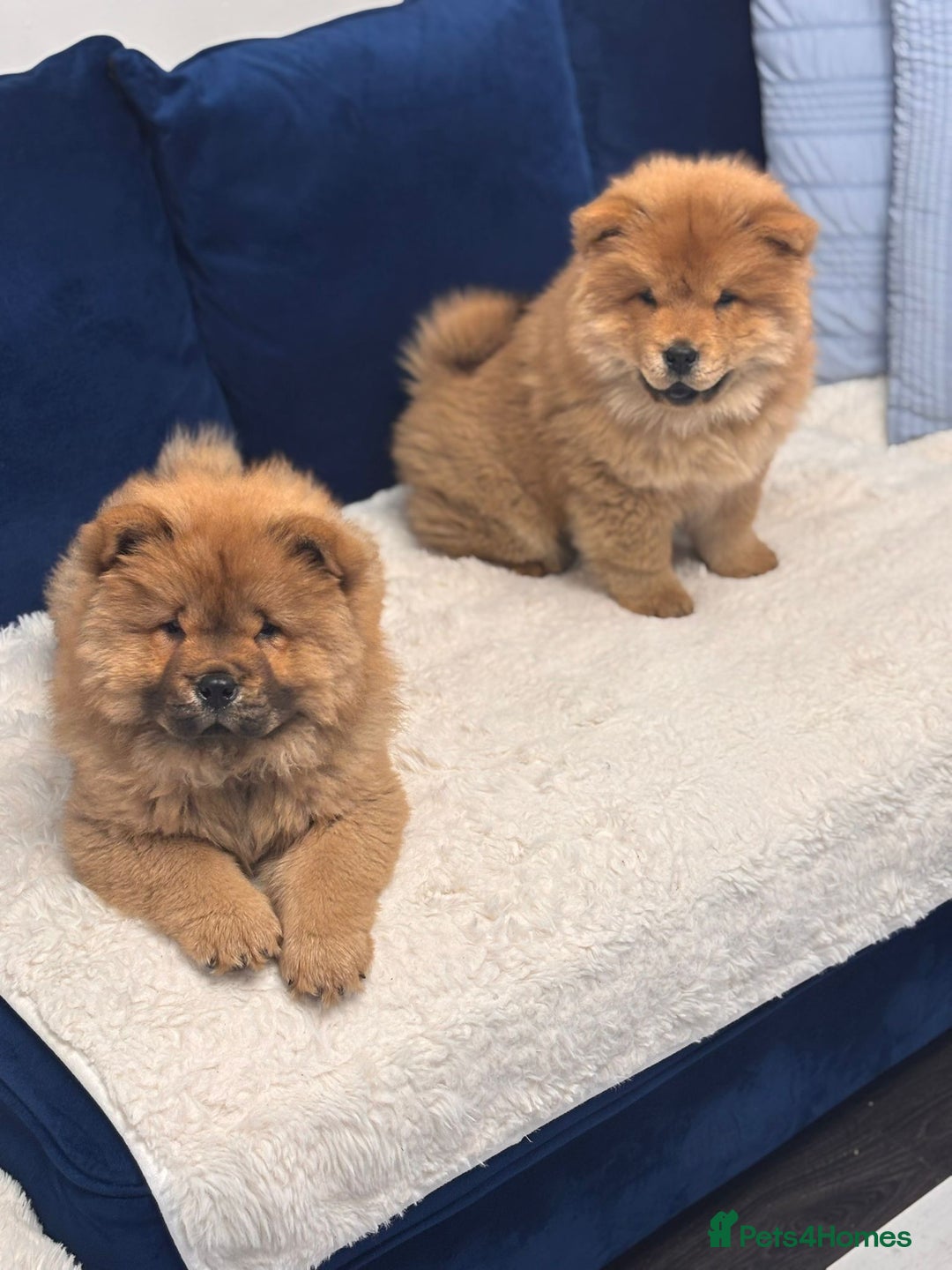 Chow Chow dogs for sale: Beautiful pure bred chow chow puppies for sale  - Image 8