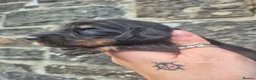 Miniature Dachshund dogs for sale: LONG HAIR PRA CLEAR MINIATURE DACHSHUND GIRL - Advert 5