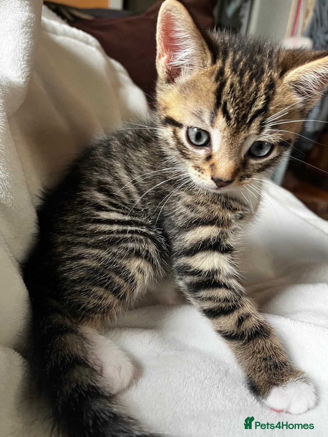 Bengal cats for sale:  Glittery Bengal X KittensWith Famous References!  - Advert 11