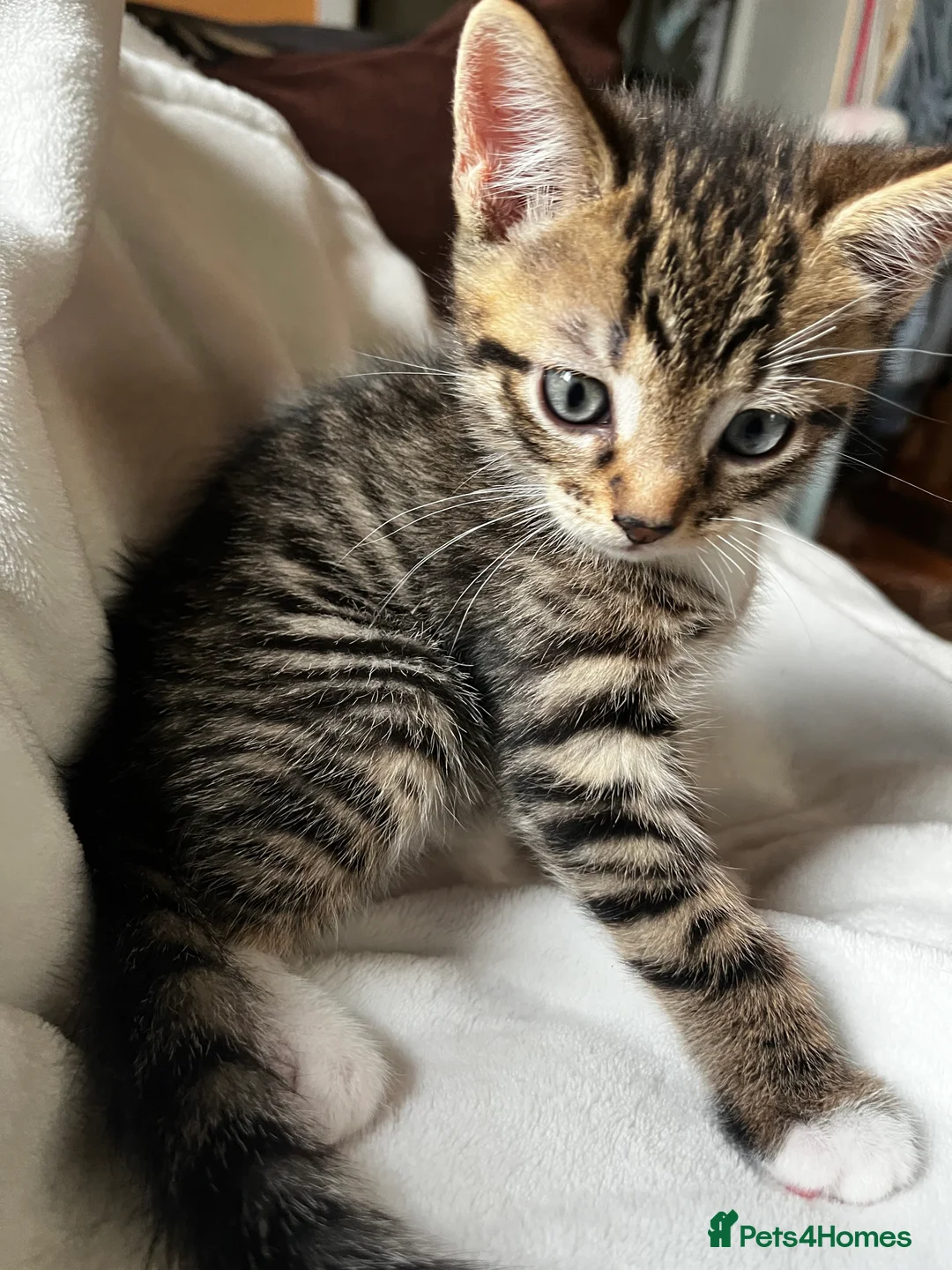 Bengal cats for sale:  Glittery Bengal X KittensWith Famous References!  - Advert 11