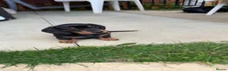 Miniature Dachshund dogs for sale: Miniature short haired Dachshund Puppy’s - Advert 8