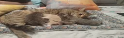 Mixed Breed cats for sale: Mixed tabby kittens 5 for sale . in Corby - Advert 5