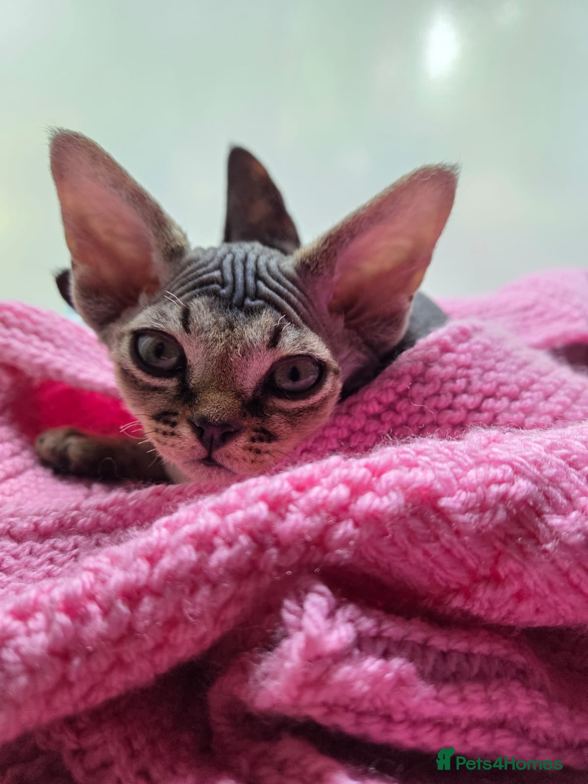 Devon Rex cats for sale: 🐾 Expected Devon Rex Kittens–August 2026 🐾 - Advert 1