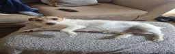 Jack Russell dogs for sale: Jack Russell lady needs new home in Blackpool - Advert 2