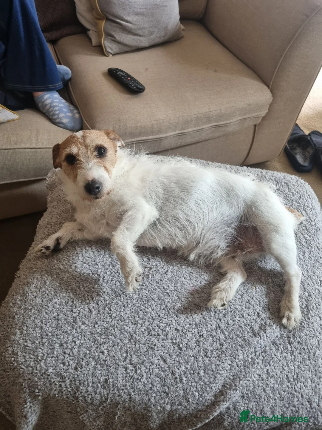Jack Russell dogs for sale: Jack Russell lady needs new home in Blackpool - Advert 2