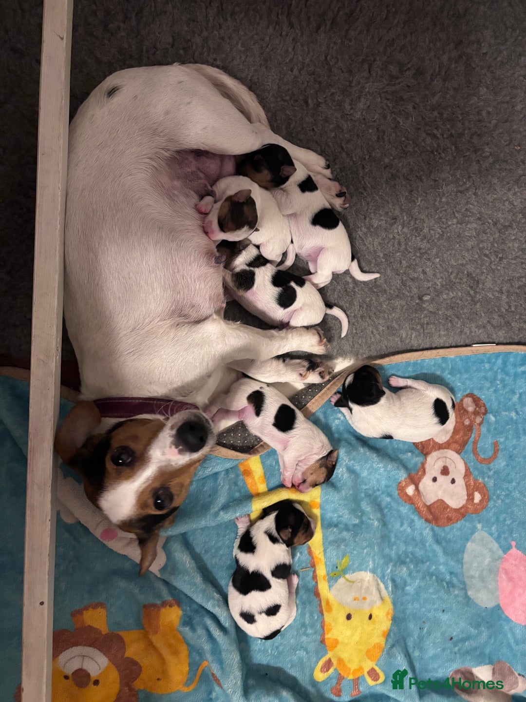 Jack Russell dogs for sale: Jack Russell puppies  - Advert 2