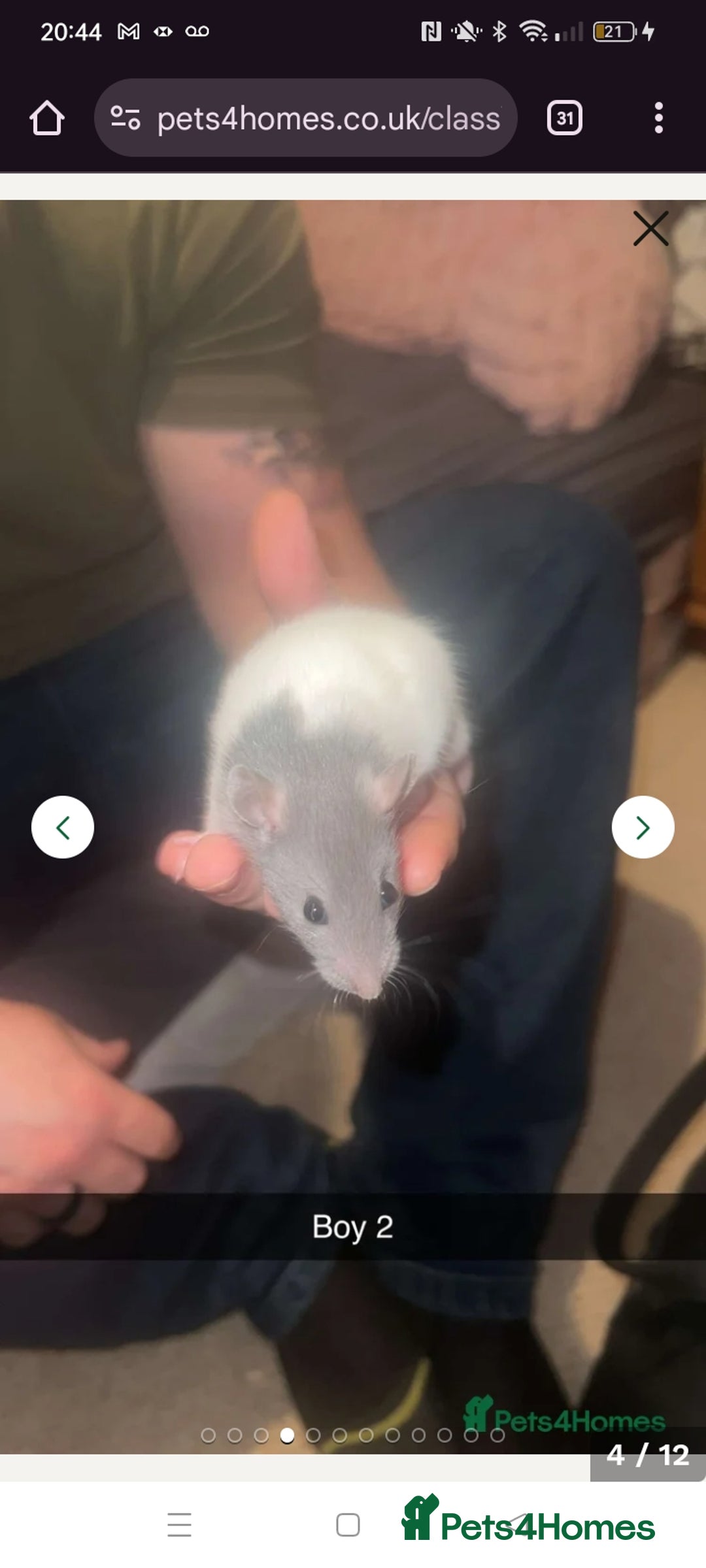 Rat rodents for sale: Four handsome male rats  - Advert 2