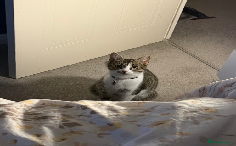 Domestic Shorthair cats - Advert 2