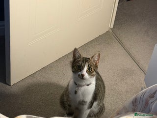 Domestic Shorthair cats - Advert 6