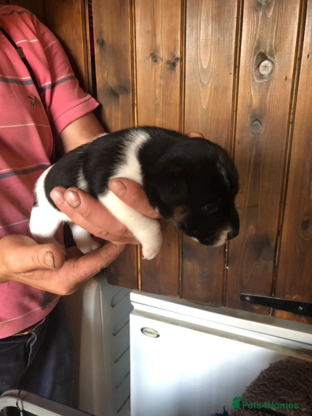 Jack Russell dogs for sale: Lovely smooth coated short legged pups - Advert 2
