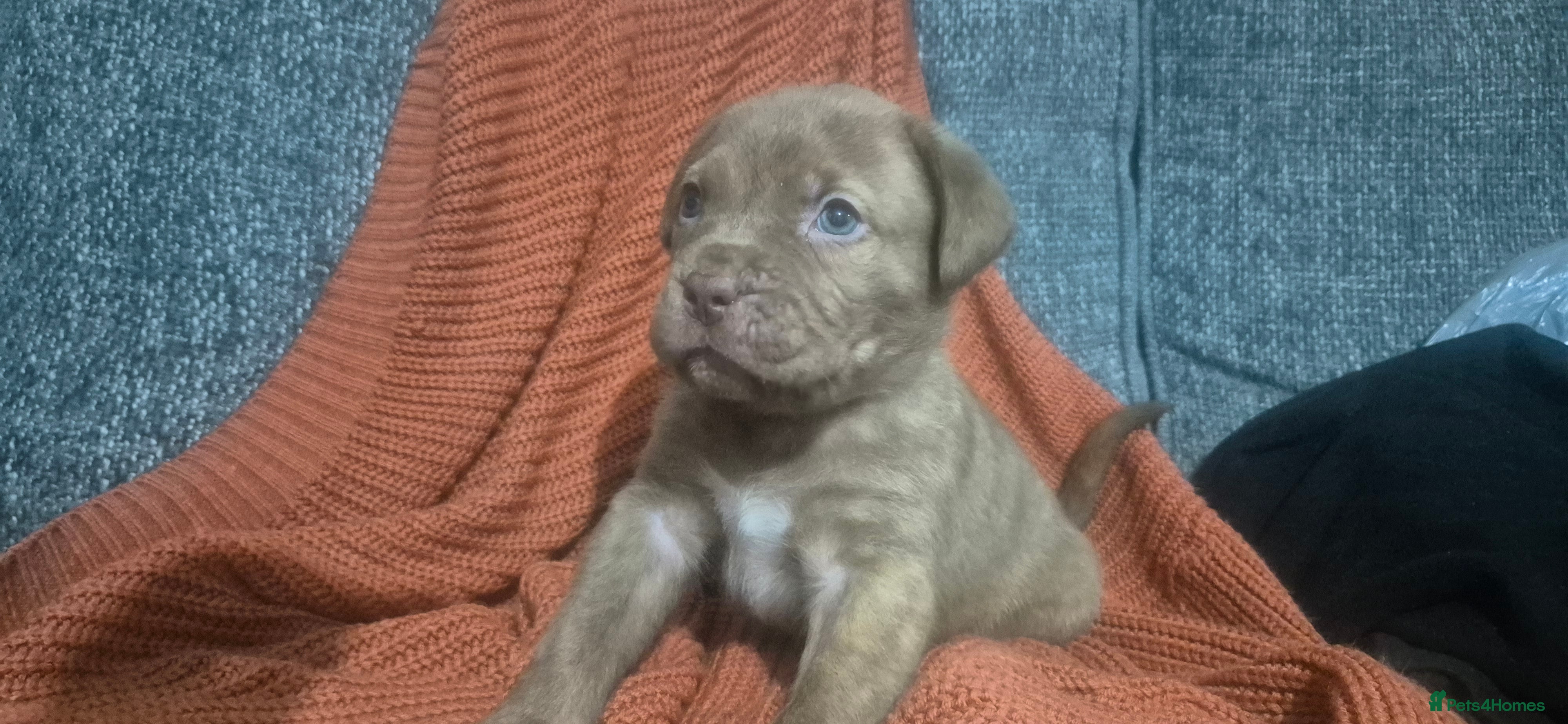 Mixed Breed dogs £750 ono Mastiff cross Puppies looking for homes  - Advert 12