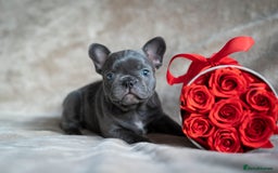French Bulldog dogs for sale: Adorable frenchies - Image 1
