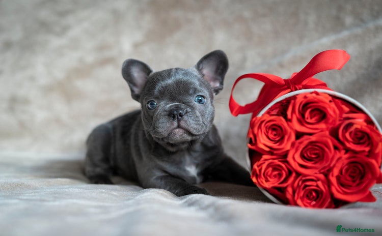 French Bulldog dogs - Advert 4