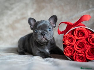 French Bulldog dogs - Advert 3